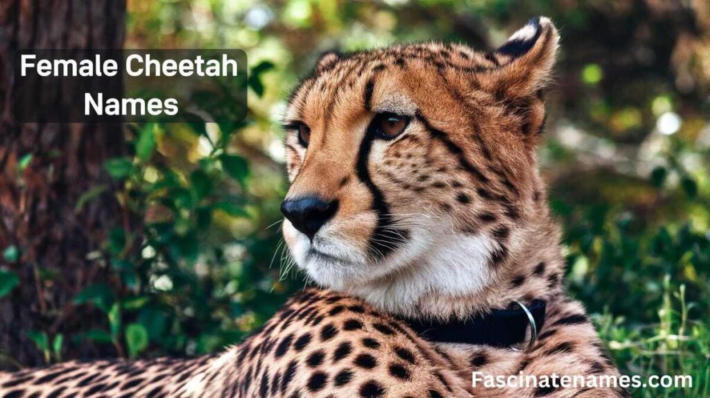 Female Cheetah Names