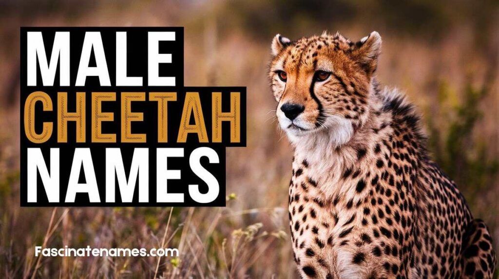 Male Cheetah Names 