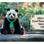 350+ Cute & Cool Panda Names Generator (2025)