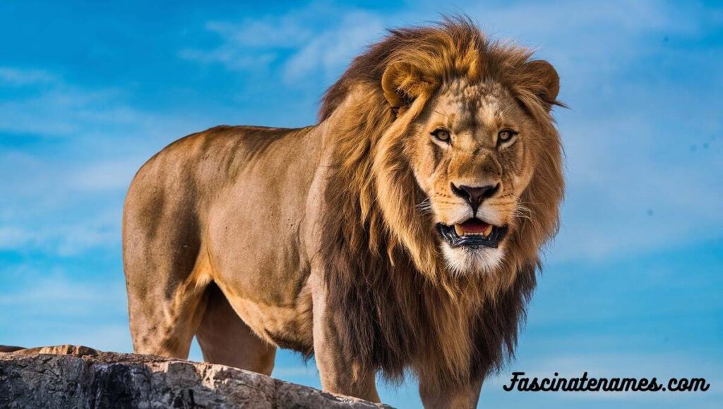 A lion poses on a rock, showcasing its strength against a bright blue sky backdrop.