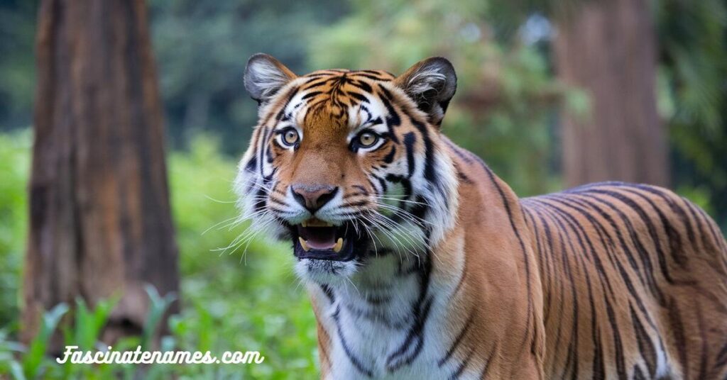 A tiger strides gracefully through lush green grass, showcasing its powerful physique and vibrant orange stripes.