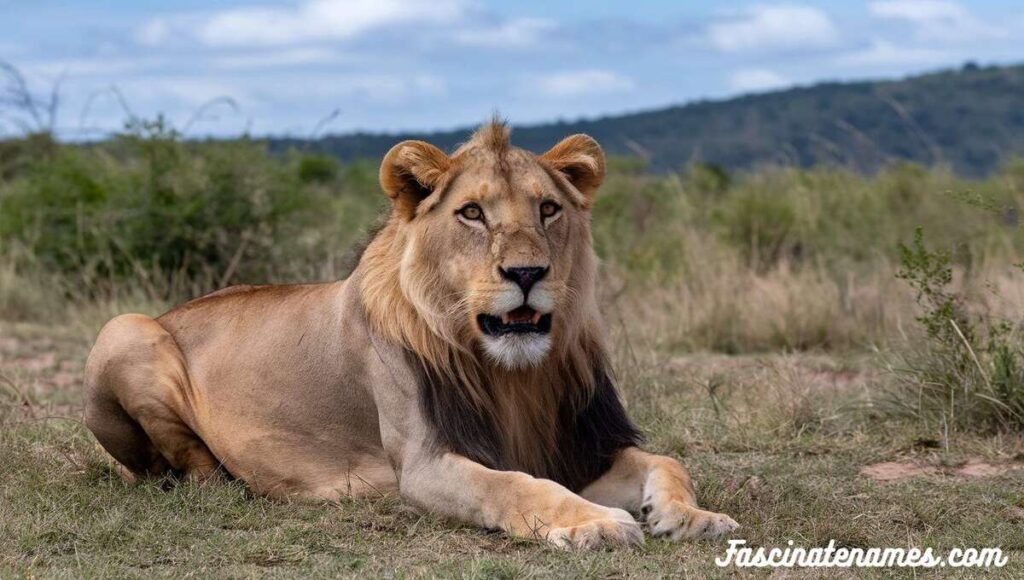 A lion lounging peacefully in the tall grass, enjoying a sunny day in its natural habitat.