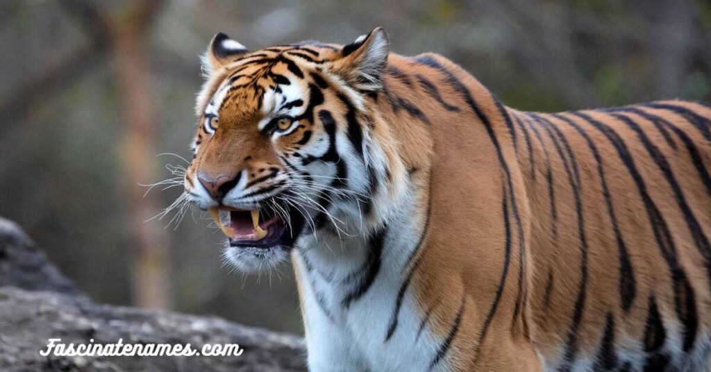 A fierce tiger growling with bared teeth, showcasing its strength and wild nature in a captivating display.