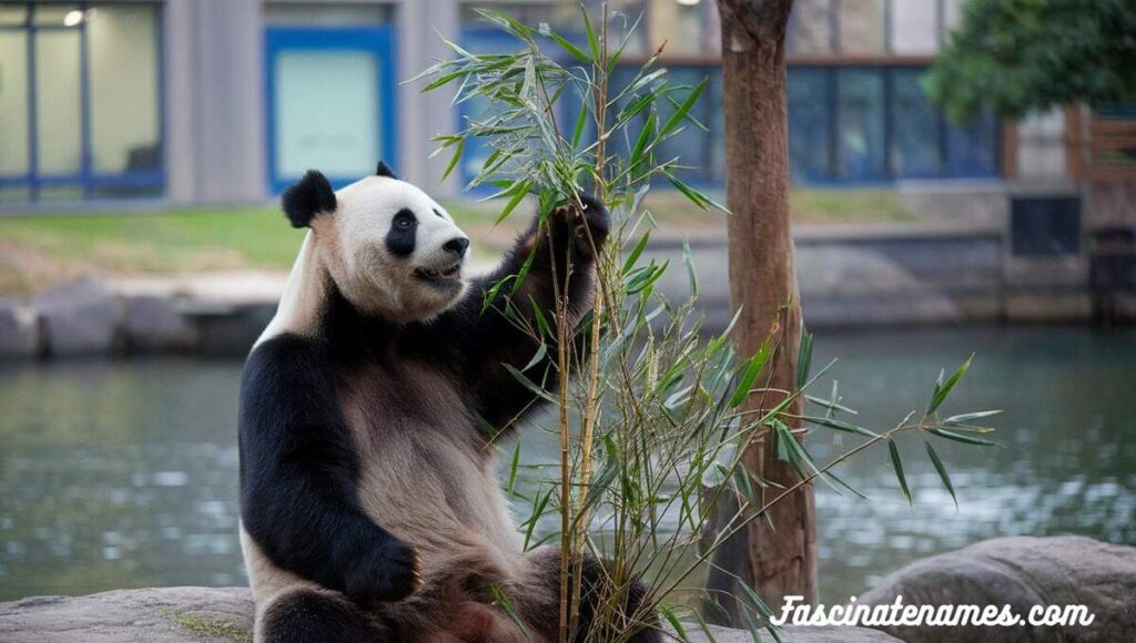 A panda bear munching on bamboo while sitting by a serene pond.