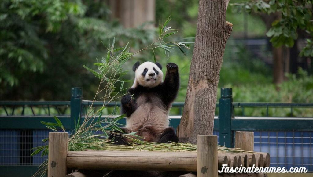 A cute panda bear lounging on a wooden platform, enjoying its cozy spot in a natural setting.