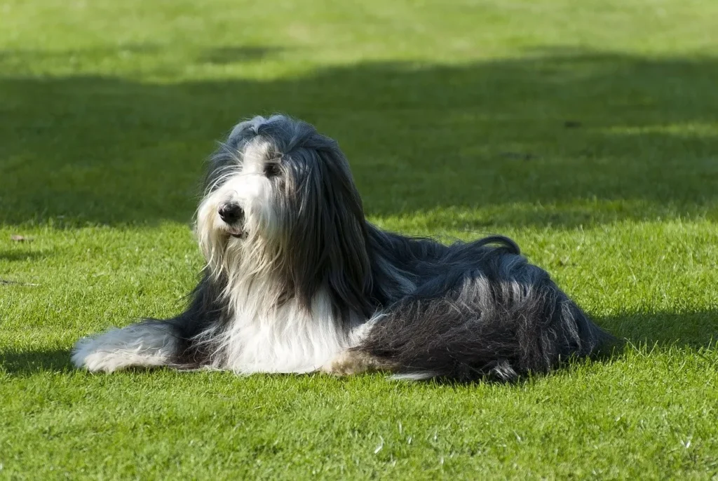 Dogs with Hair Over Their Eyes