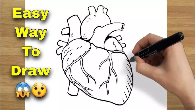Heart drawing